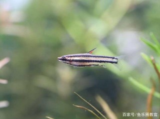 觀賞魚死亡的十種可能，快看看你是不是也中招過