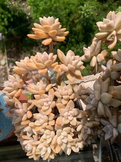 多肉淡雪和秋麗如何選？看看老花匠怎麼說，你更喜歡哪種？
