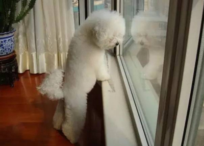 你知道狗狗獨自在家時會做什麼嗎，看到最後我感動哭了……