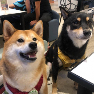 柴犬百科：是什麼原因導致柴犬聽到榴蓮嘔吐不止