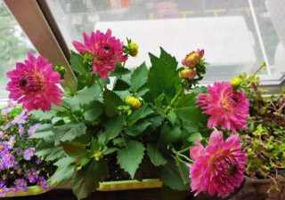 天熱養花該怎麼澆水？