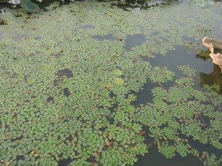 夏遊東錢湖，風荷夕照，有西湖般的意境
