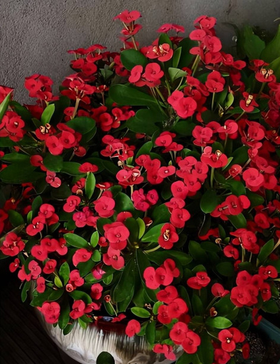 人見人愛的6種漂亮花，再喜歡也別養家裏，汁液有毒對身體不好