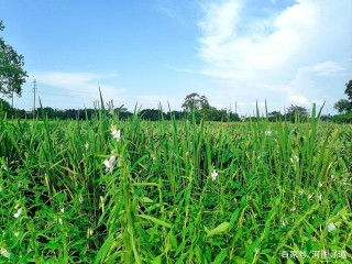 《河圖尋道》318畫廊旅遊紀錄片宣城、南陵、青陽鄉村風情美如畫
