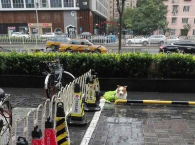 狗狗在門口淋雨等主人，路人小姐姐幫忙打傘遮雨超暖的一幕！