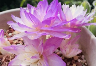 喜歡養菊花，不如養一盆“秋水仙”，花莖婷婷玉立，非常“仙氣”