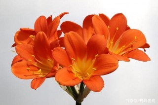 5月末，紅鸞歸位，柔情刻骨，三大星座促膝談心，和好如初