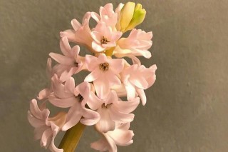 感情中難被駕馭的星座女，不信甜言蜜語，不懼任何套路，洞察力強