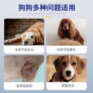 寵物狗狗和貓咪總是撓癢怎麼回事？警惕皮膚問題——MAG超濃縮天然魚油膠囊