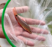 新買的觀賞魚別急進缸，正常過溫過水，才能養出好狀