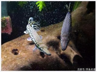 發現觀賞魚缺氧了，打氧也不是唯一的解決方式