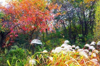 河南南陽旅遊景點介紹，南陽旅遊必去八個景點，南陽好玩地方推薦