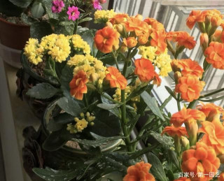 盆栽土是養花的根本，該從哪些地方下手遏制負面現象發生？
