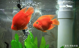 某些觀賞魚病，完全不必治療，可以長期和觀賞魚共存亡