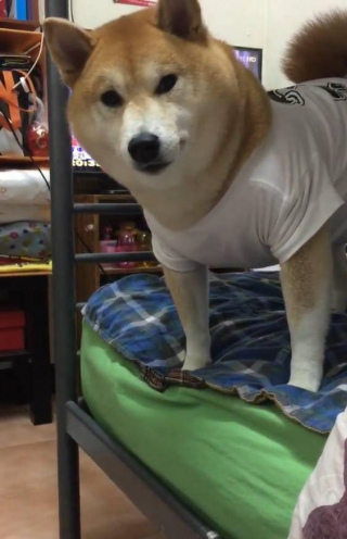 柴犬被主人呵斥之後陷入沉思, 演技太精湛了, 一只有故事的柴犬!