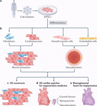 《Nature Rev. Cardiol.》綜述：從細胞生物學到 3D 打印水凝膠