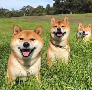 柴犬挑選避雷，如何正確挑選柴犬，不要只關注價格