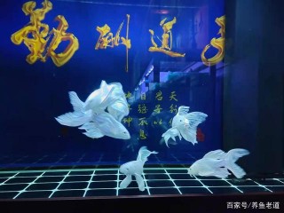 就算是不會判斷魚病，也要知道養魚的這些基本問題