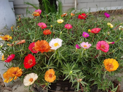 家裏養了6種花，開春趕緊給它“剃個頭”，猛長新芽開花旺
