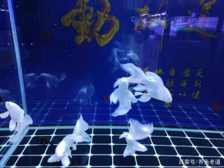 耐凍的觀賞魚有很多，但水溫在冷熱之間的某些魚，飼養一定要注意
