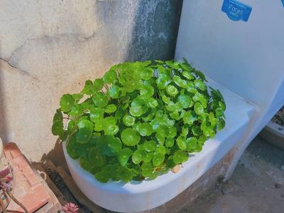 5種漂亮花養起來真過癮，大水大肥大太陽伺候，花開一茬接一茬