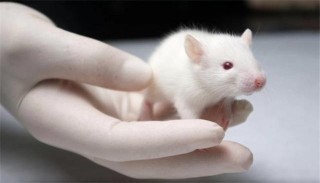 為什麼科學家總拿小白鼠做實驗？生物學家說出實情，不只是便宜