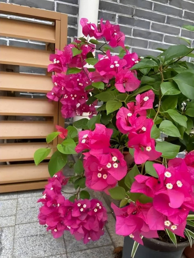 盤點4種適合春天種植的花，花色鮮豔愛爆花，新手也能養出狀態