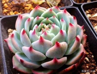 春回大地後，怎麼打理多肉盆栽，讓葉子快點上色、出狀態？
