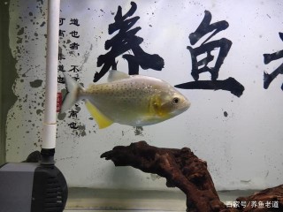 哪些拖拉養魚習慣，可以造成觀賞魚的各種疾病，或者死亡？