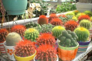 5種花當贈品送你也不能要，都是商家的智商稅，養不活白費力