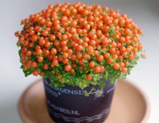 這種既漂亮又稀有的花，被稱為「花中瑪瑙」，養1盆你就賺了！