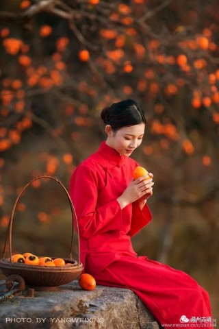 又見楠溪柿子紅，錯過要等來年了！