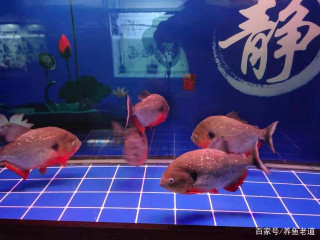 治療觀賞魚病，如果不知道適可而止，可能會把觀賞魚給治死