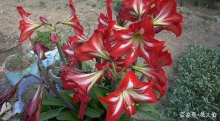 養花：青睞種球花？按照這3步育苗盆栽，2、3個月就能開花