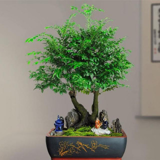 盆栽小葉紫檀怎麼養長得快？小葉紫檀盆景養殖方法和注意事項
