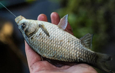 魚層混亂原因眾多，程度有強有弱，針對性采取措施，不錯失好魚情