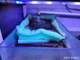 魚缸濾棉的清洗問題，也是牽扯到很多因素的，有時可以適當延長