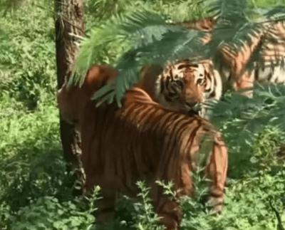 安徽黃山上拍到神秘動物！野生雲豹、大橘貓？專家給出不同的答案