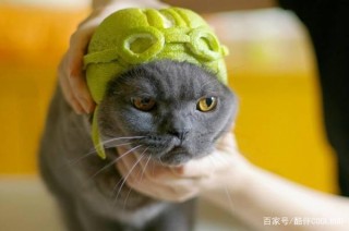 柚子皮和寵物相愛相殺的那些年……“鏟屎官的，我們不缺帽子”