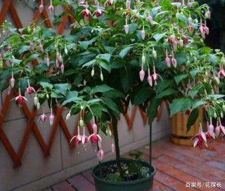 家庭養花：該怎麼制作出“棒棒糖”植物？