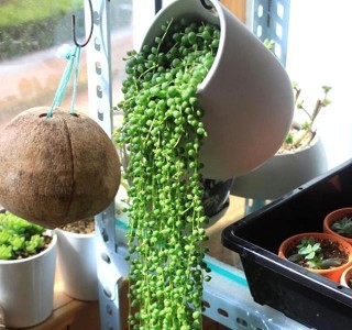 家居養花：臥室養花原則，這些盆栽抓緊搬出臥室吧！