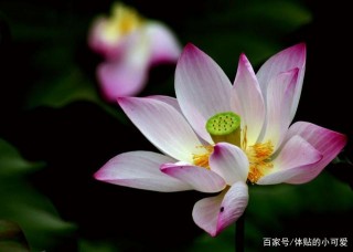 1月末，回憶前情，幡然醒悟，3星座再度表白，一生幸福相隨