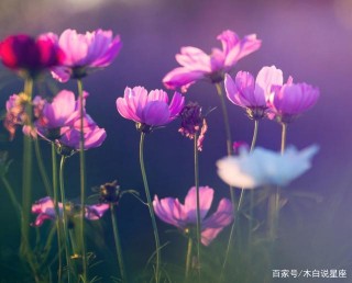 從不主動，若主動找你，定是愛慘了你，這些星座，遇到了要珍惜
