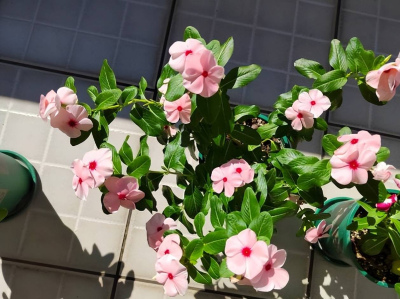 人見人愛的6種小草花，每一種都是“開花機器”，是陽台盆栽佳品