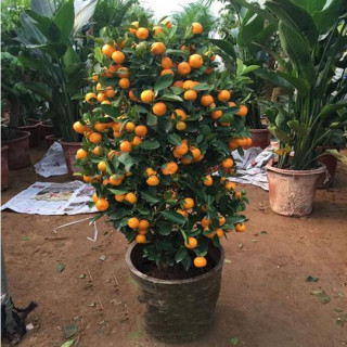 新型水果盆栽走紅市場，枝頭掛滿果子提高家居品質，寓意還好