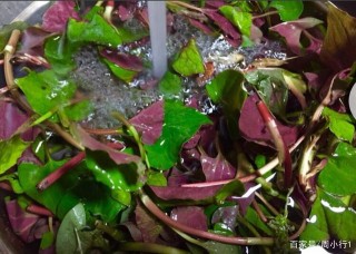 帶嫩葉的折耳根最好吃，農村不花錢的美食，酸爽可口比大魚大肉好吃