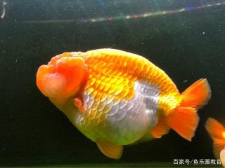 觀賞魚養不出彩，可能是老頭魚。老頭魚的特征，如何辨別老頭魚