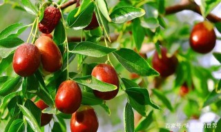 特產美食——新疆——吐魯番