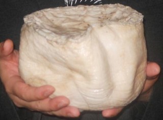 有些生物特別強大，似乎違背了生命規律，你都知道哪些？