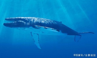 恐龍並沒有全部滅亡，它們當中有一部分，“隱居”在了當今物種中